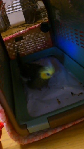 20140604 ももかご2.jpg